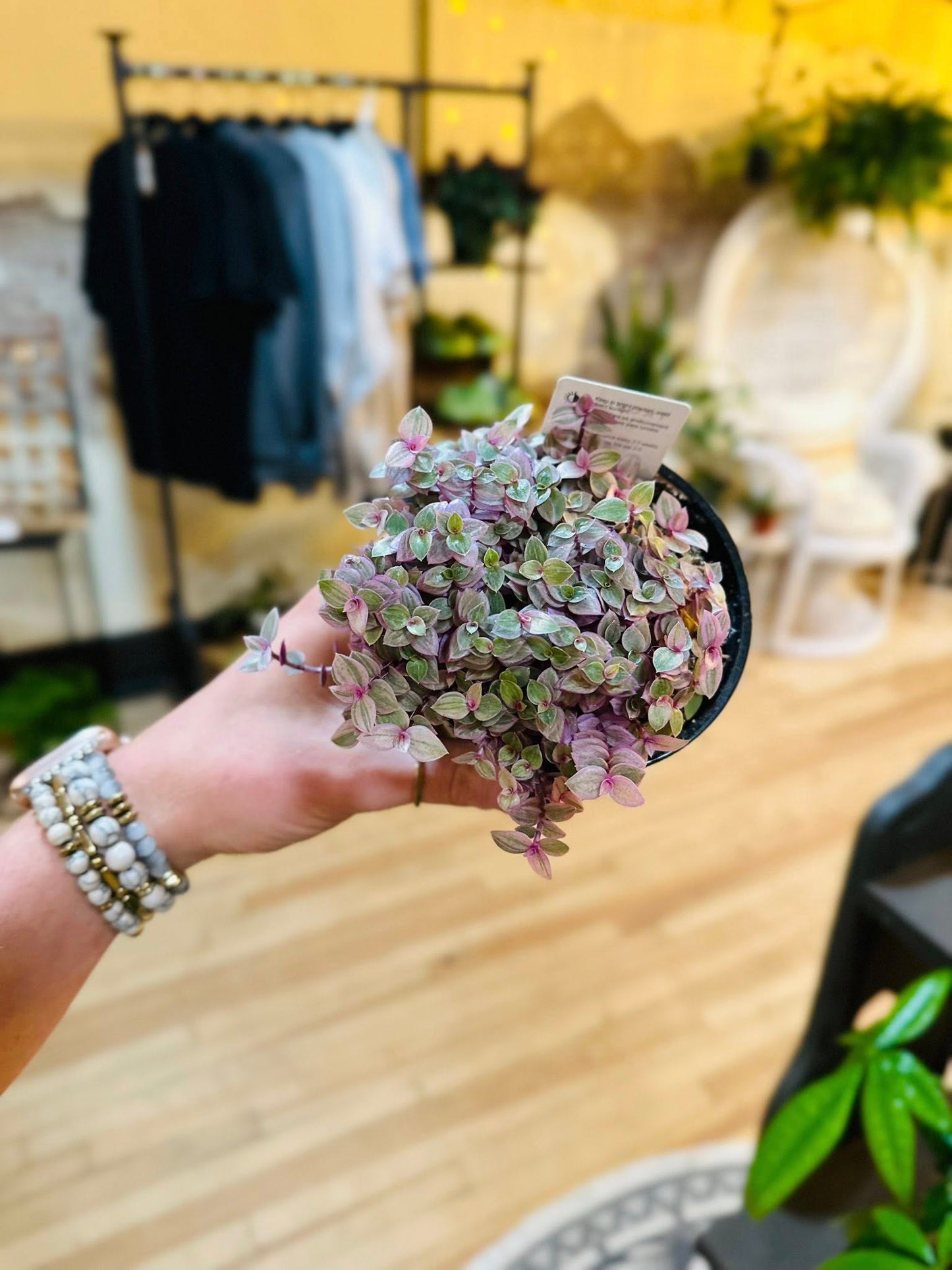 4" Callisia Pink Panther