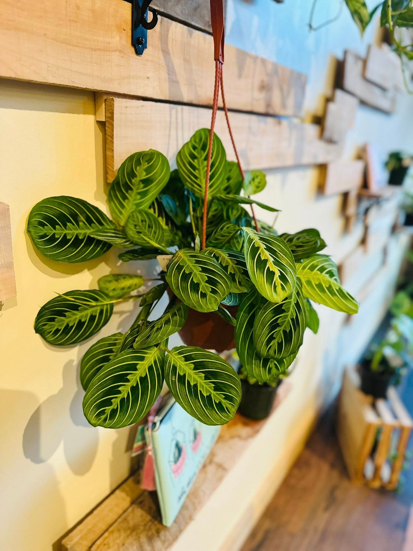 6" Maranta Lemon Basket