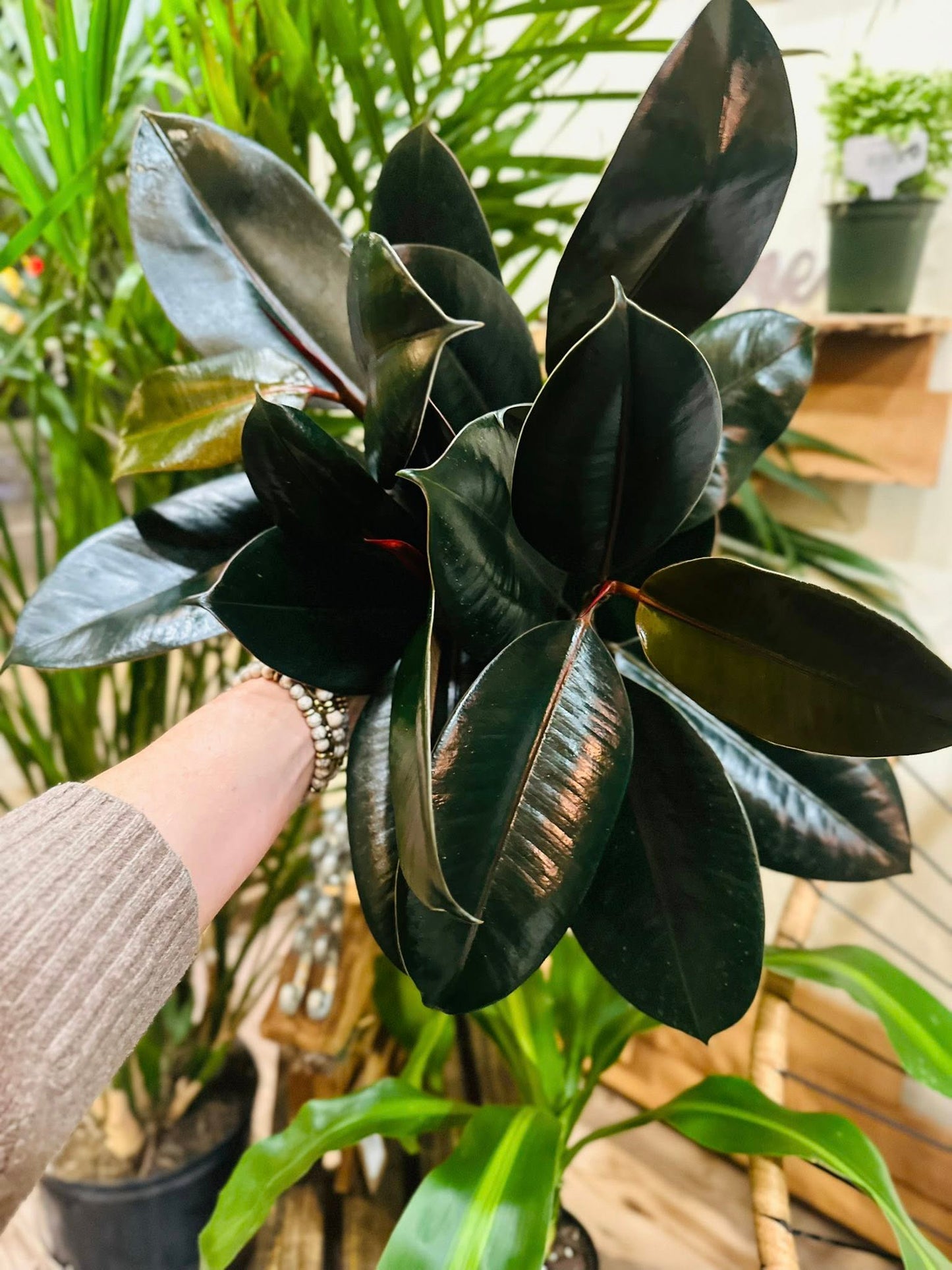 6" Ficus Burgundy