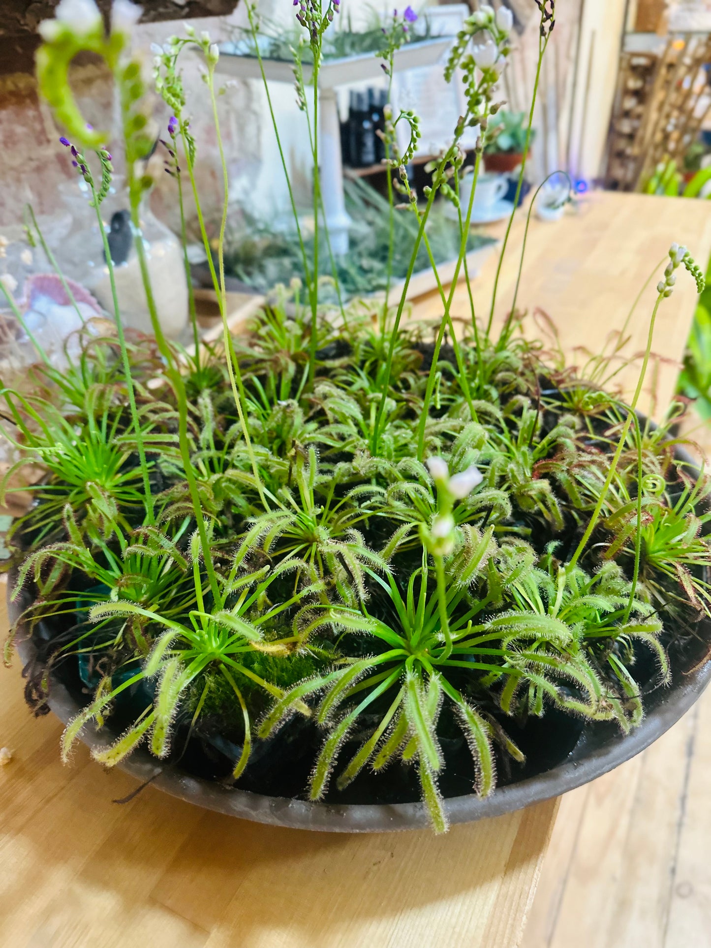 3" Sundew