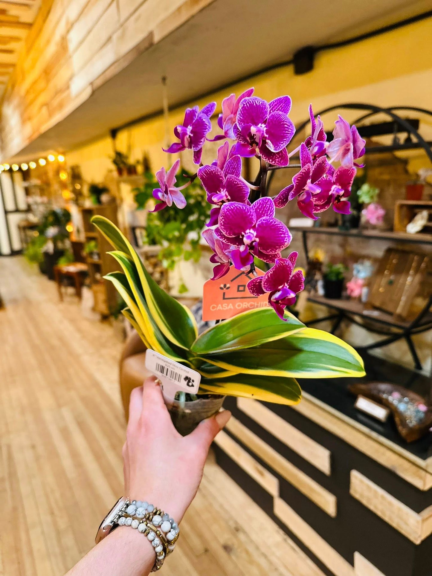 4" Variegated Mini Orchid