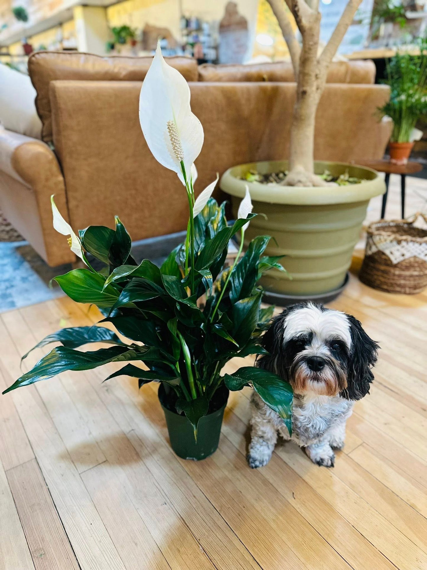6” Peace Lily