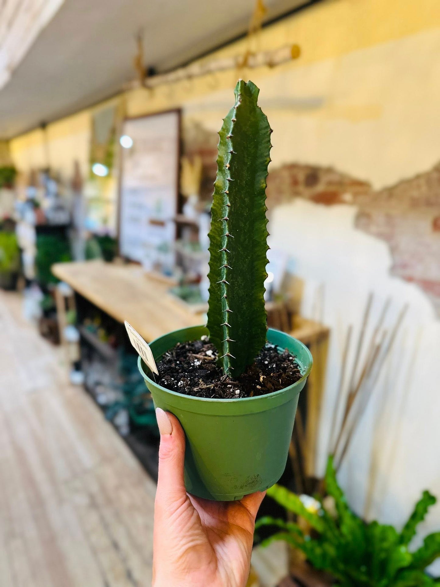 6" Euphorbia Trigonia