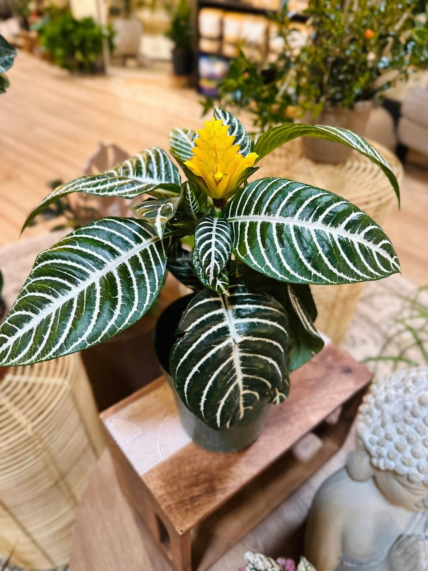 6" Zebra Plant