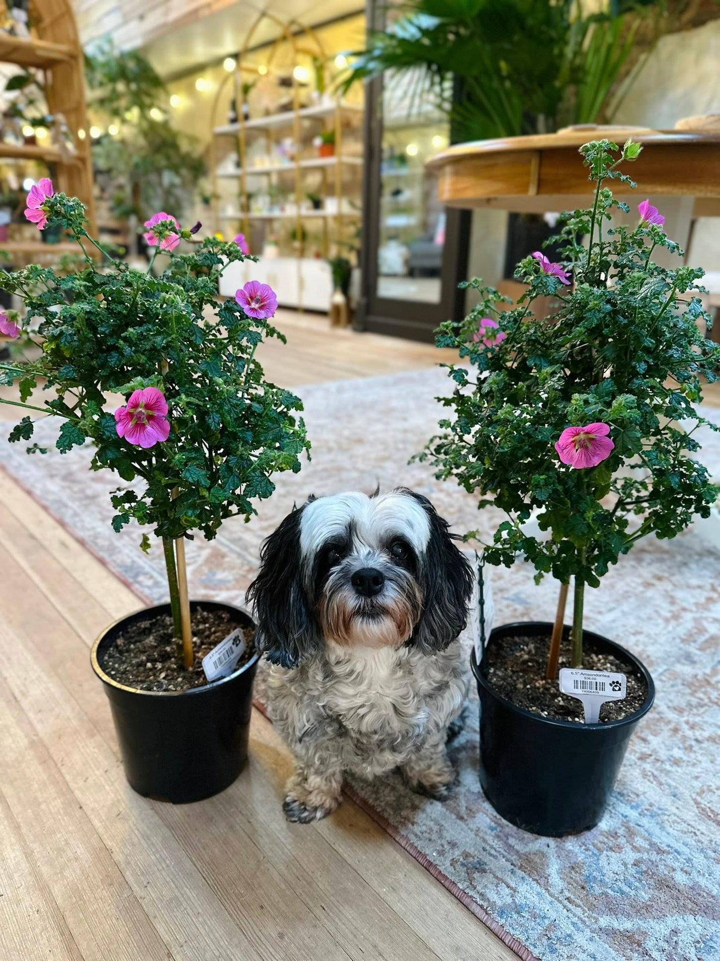 6.5" Anisondontea