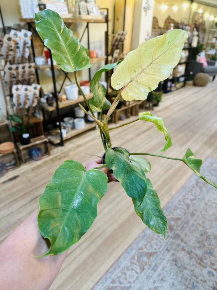 snowdrift philodendron 4" Philodendron Snowdrift