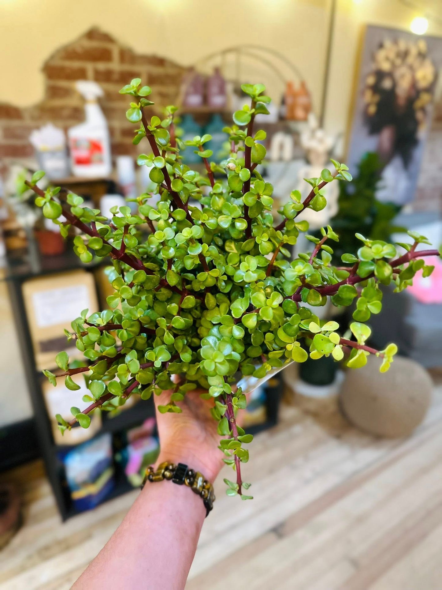 6" Elephant Bush