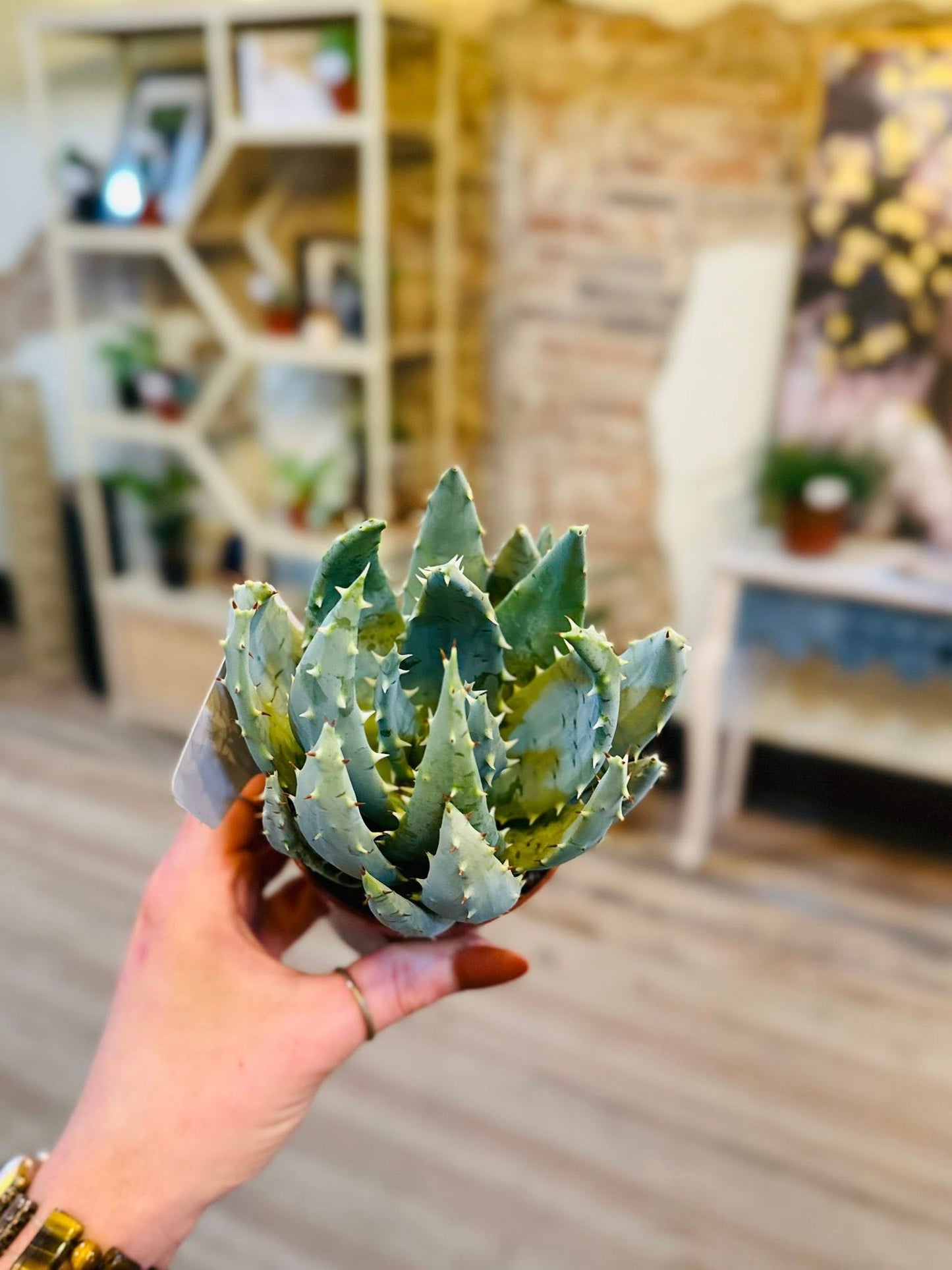 3.5" Aloe Peglerae