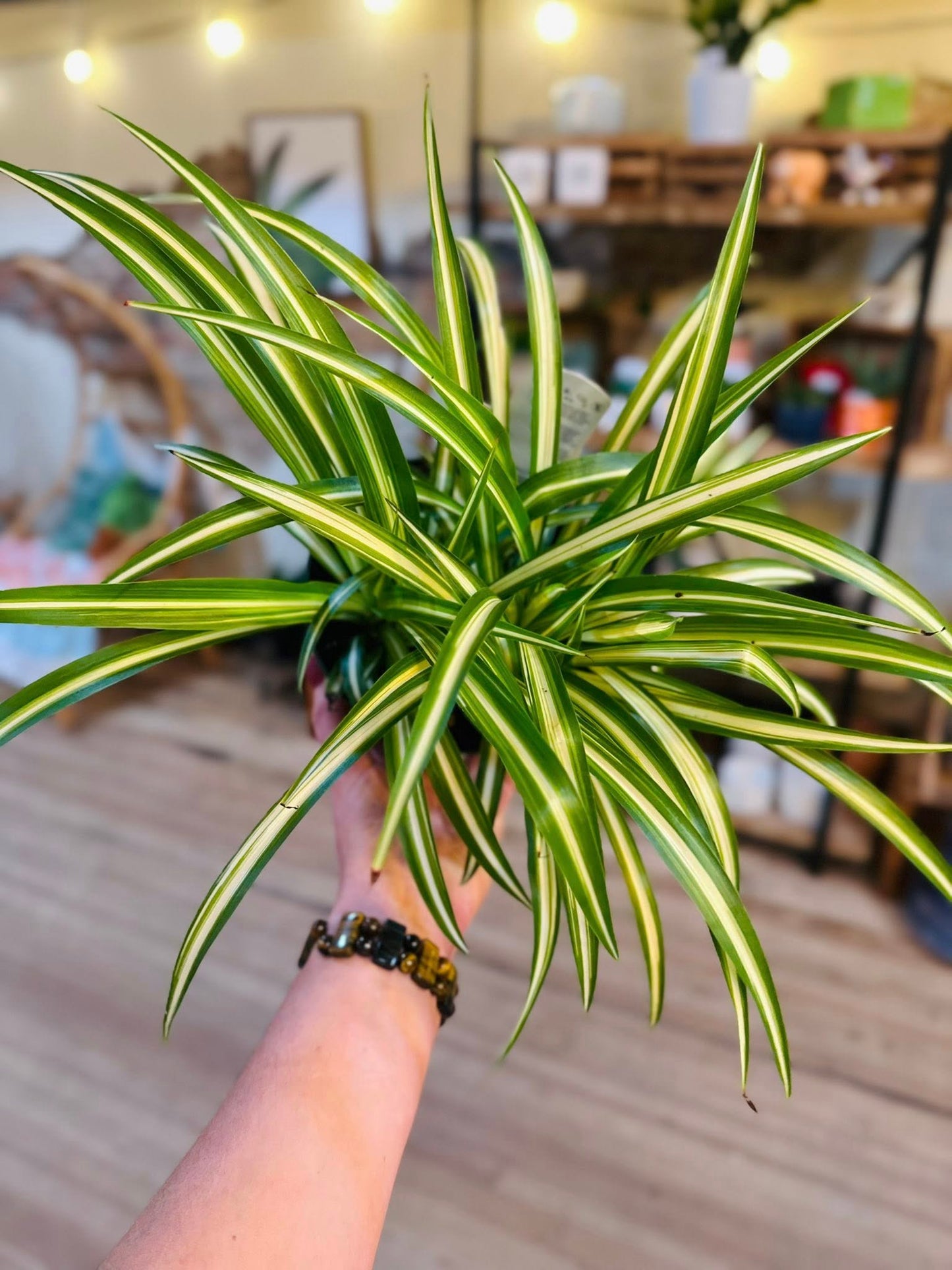6" Spider Plant