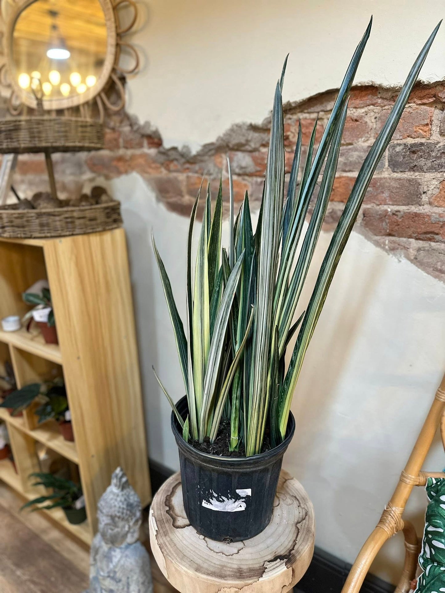 8" Bantel's Sensation Snake Plant