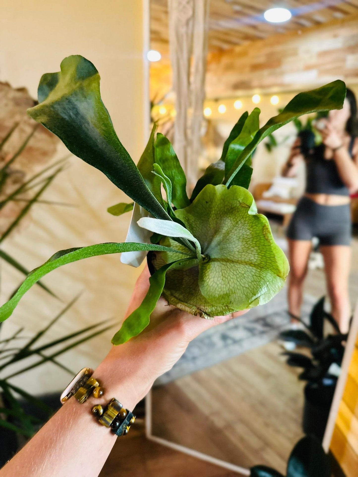 4" Staghorn Fern