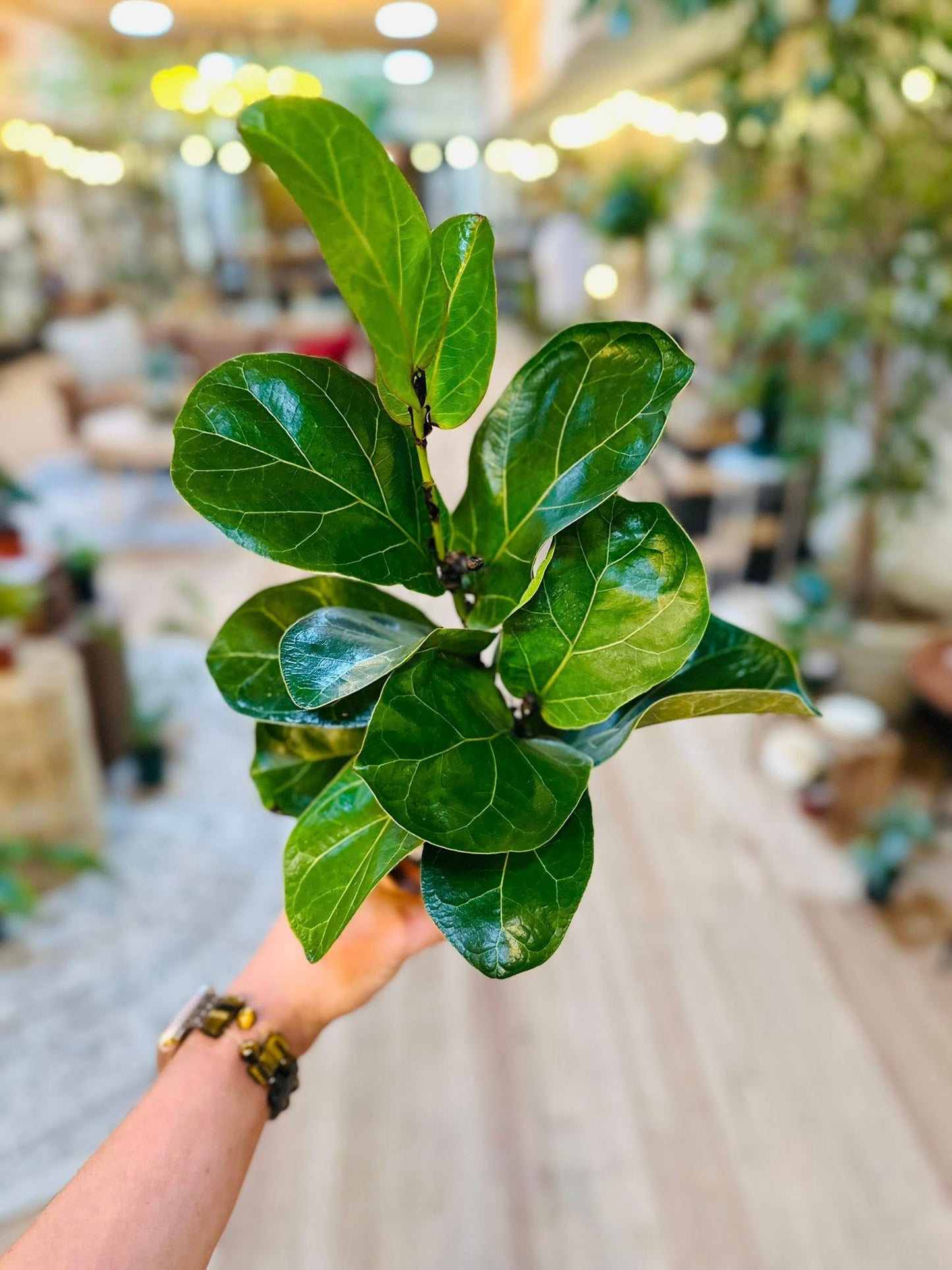 4" Ficus Bambino
