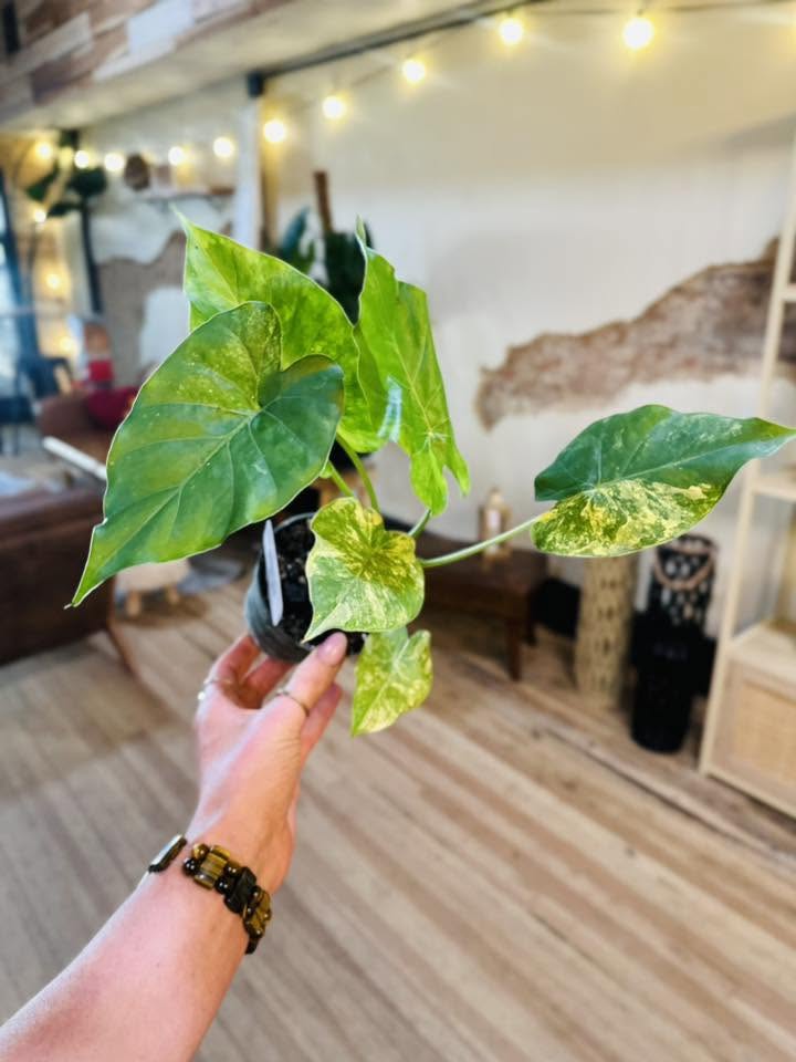 4" Alocasia Gageana Aurea