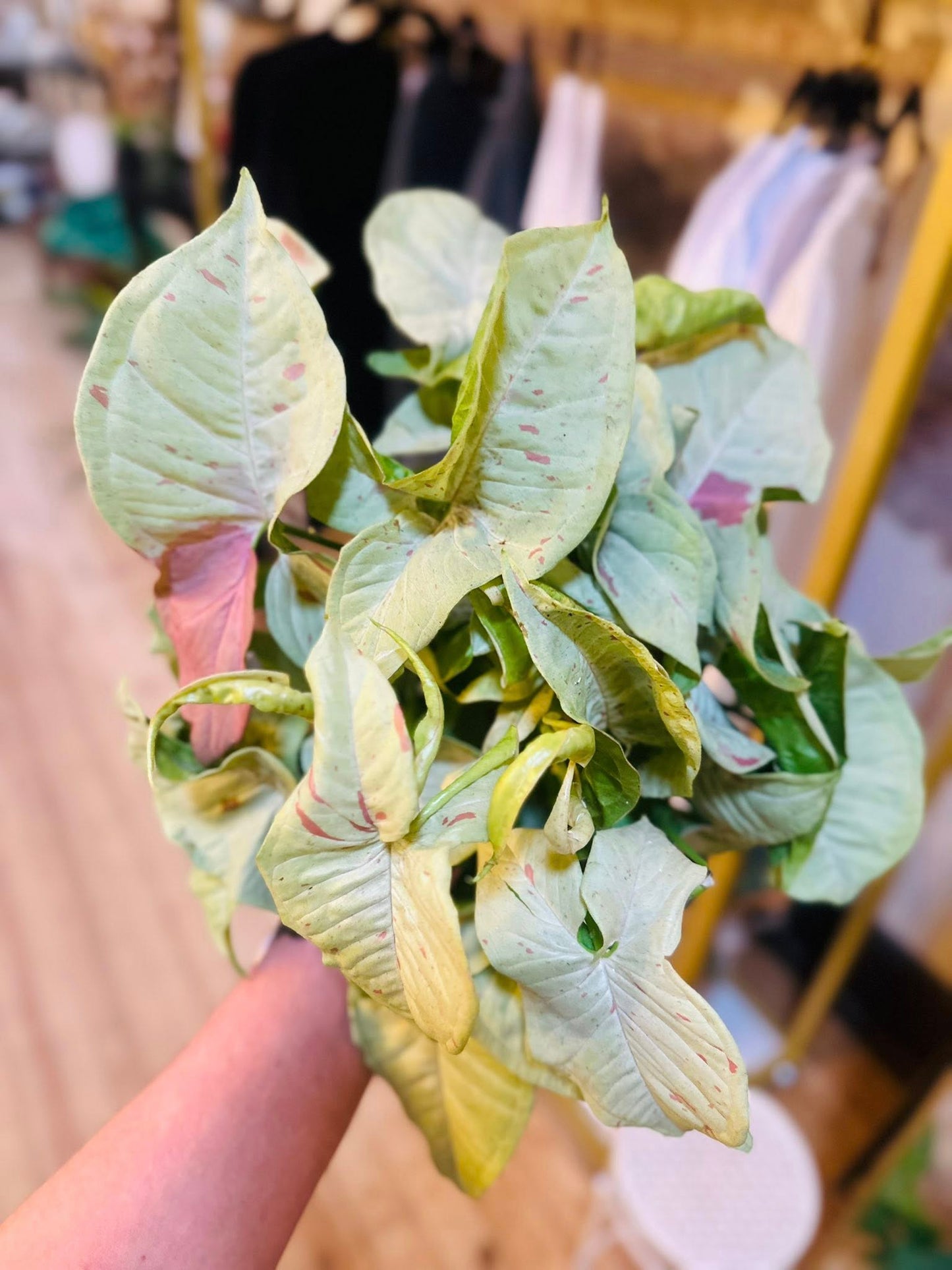6" Syngonium Milk Confetti