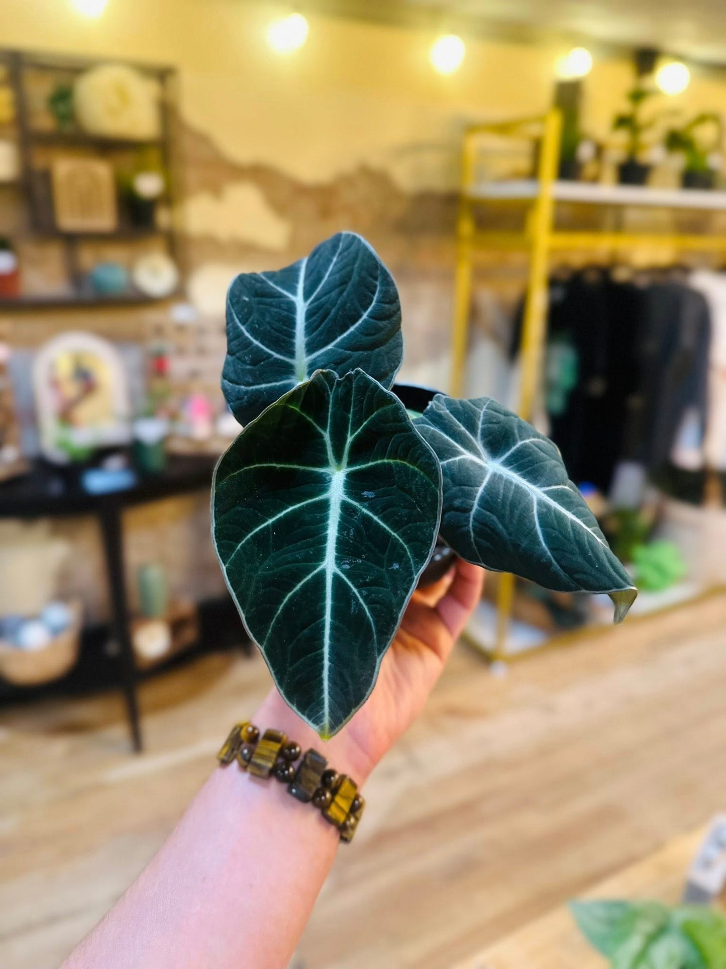 4" Alocasia Black Velvet