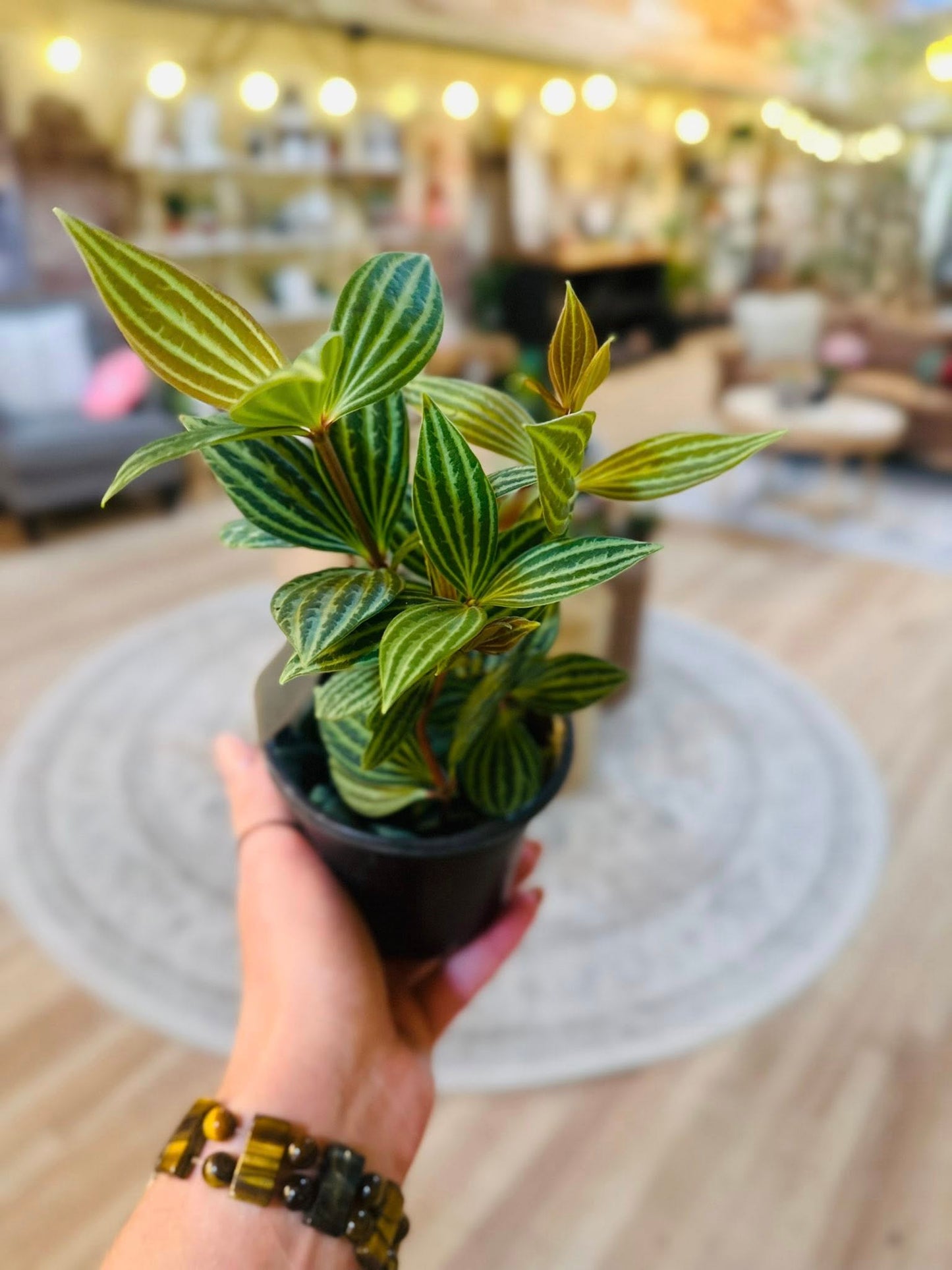 4" Peperomia Stilt