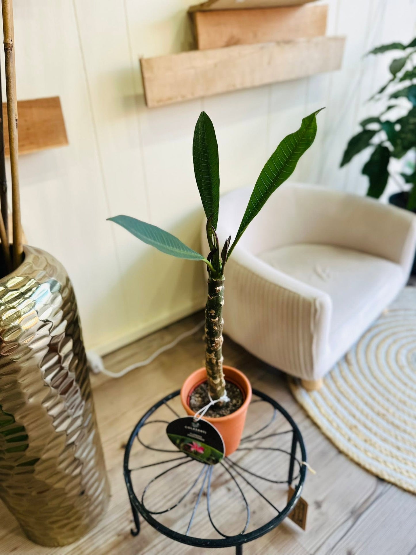 4" Plumeria