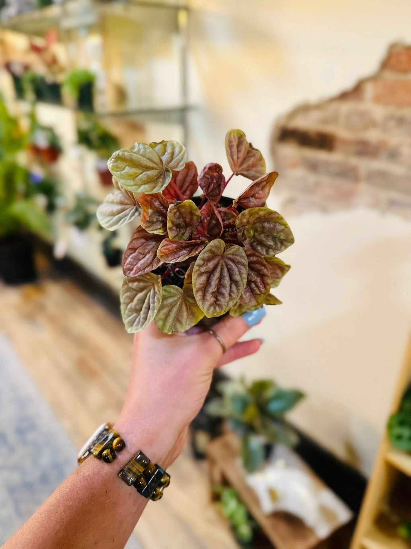 4" Peperomia Quito
