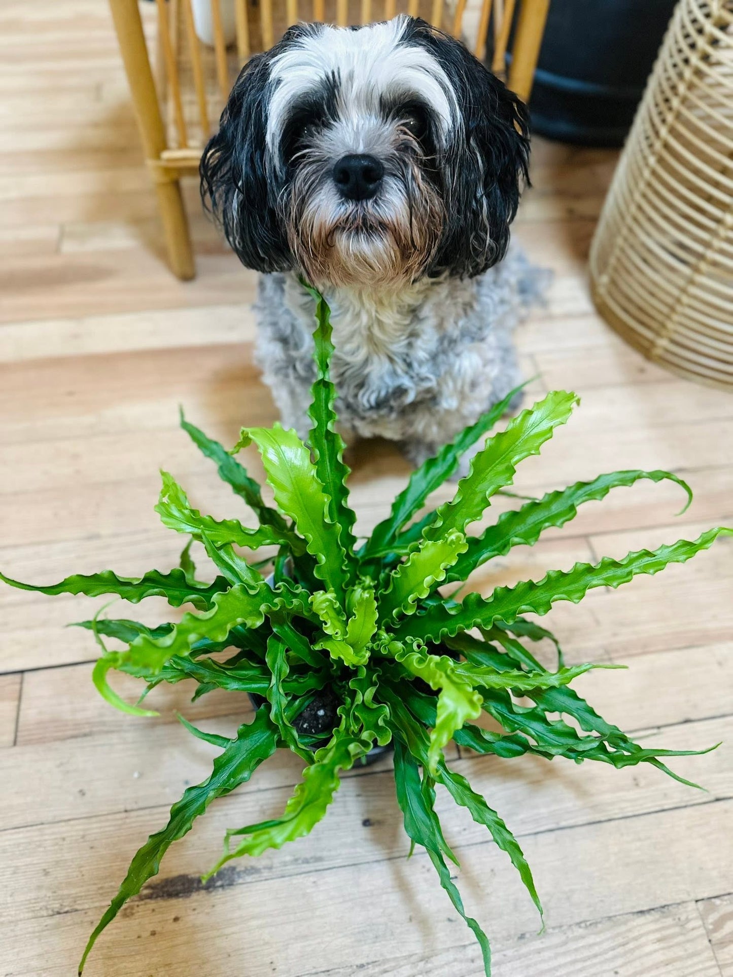 6" Victoria Fern