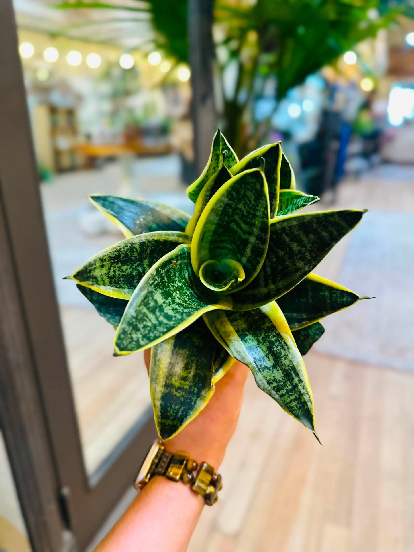 4" Ocean Star Snake Plant