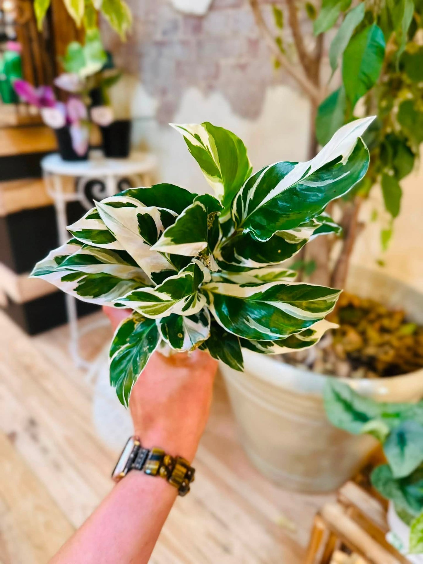 4" Calathea White Fusion