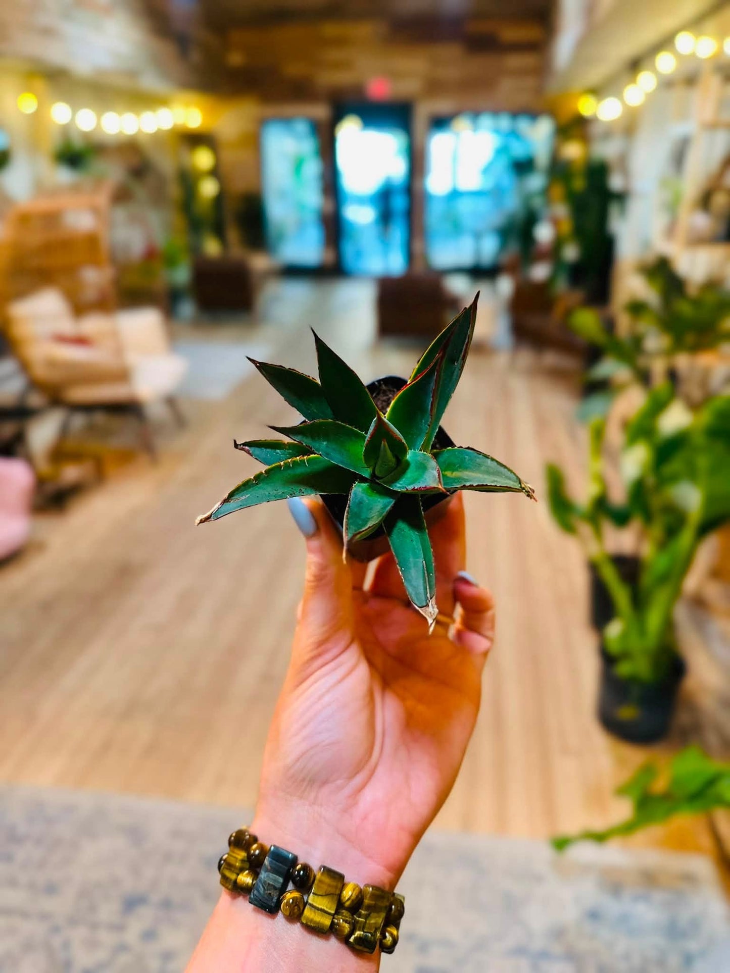 2" Agave Blue Glow