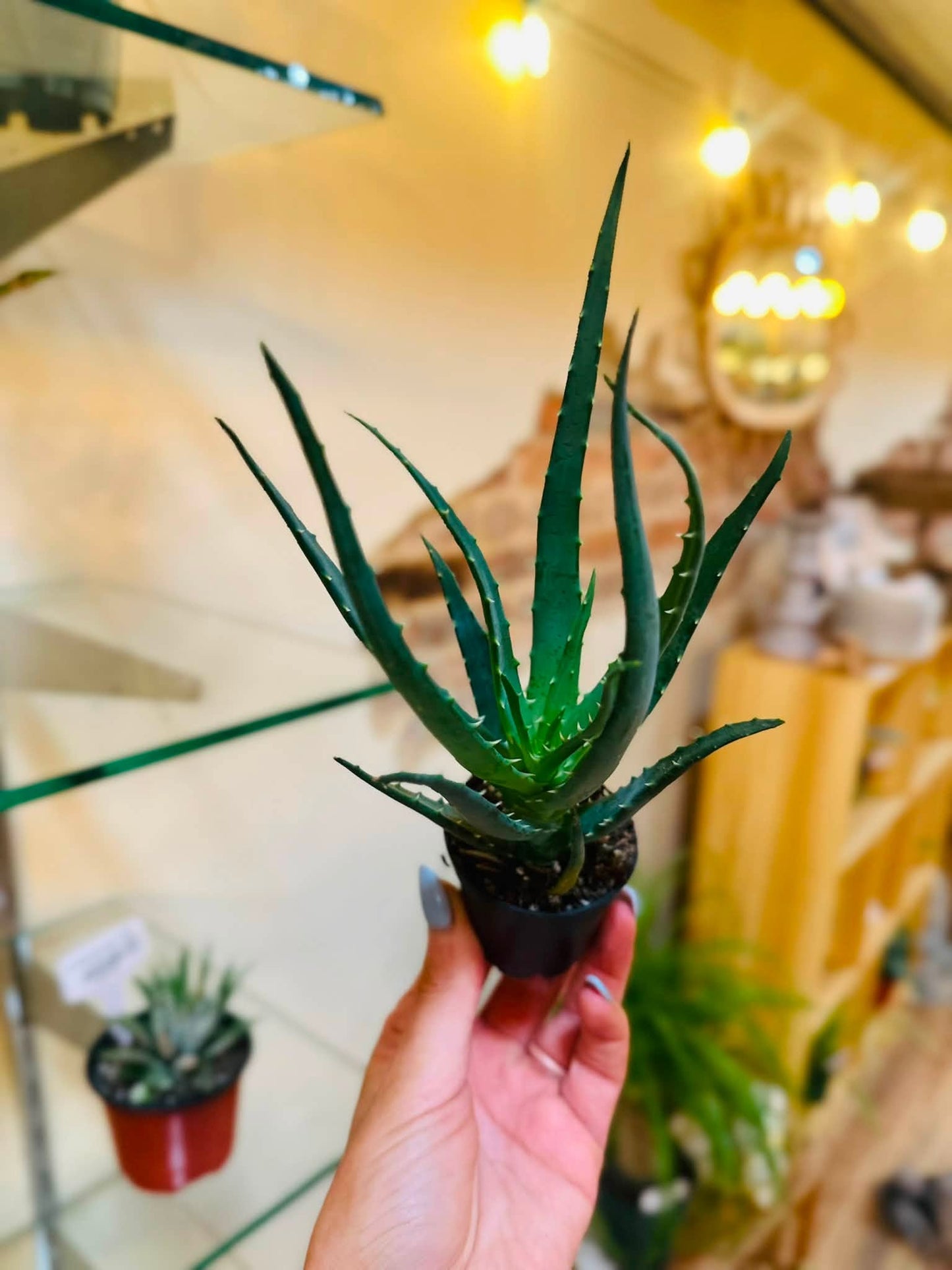 2.5" Mohawk Aloe