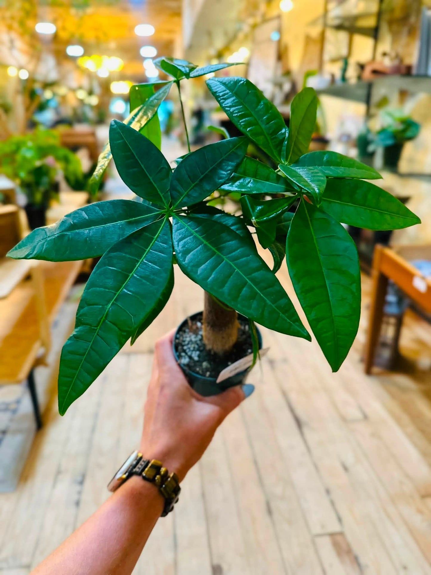 4" Money Tree
