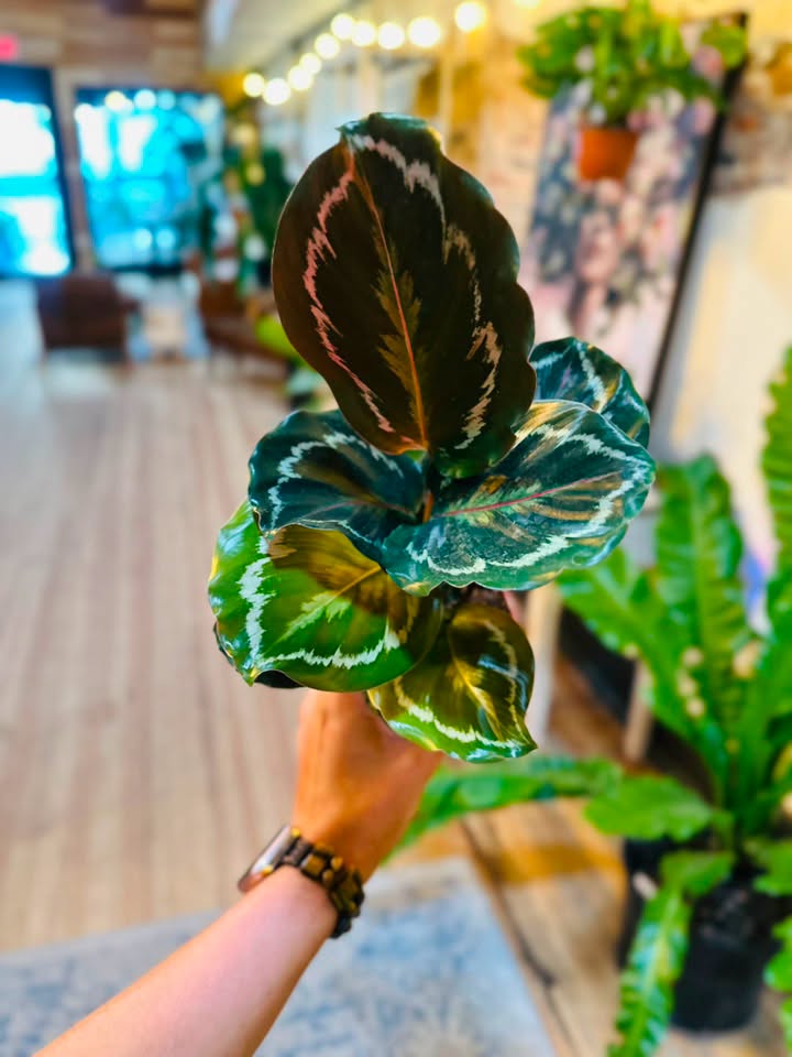 4" Calathea Medallion