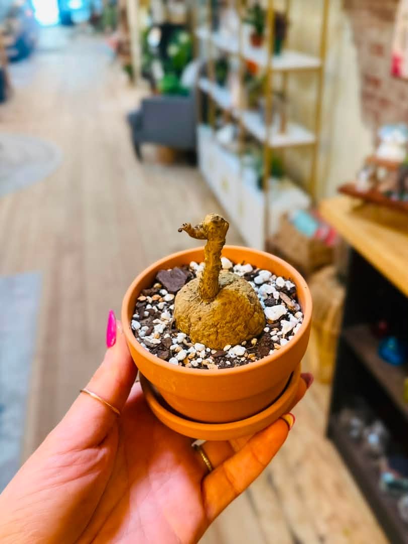 4" Stephania Erecta