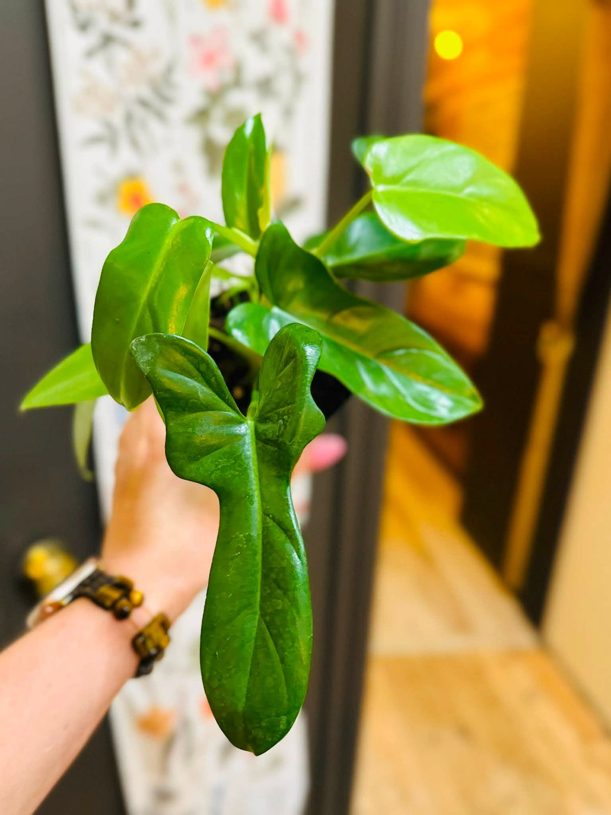 4" Philodendron Panda