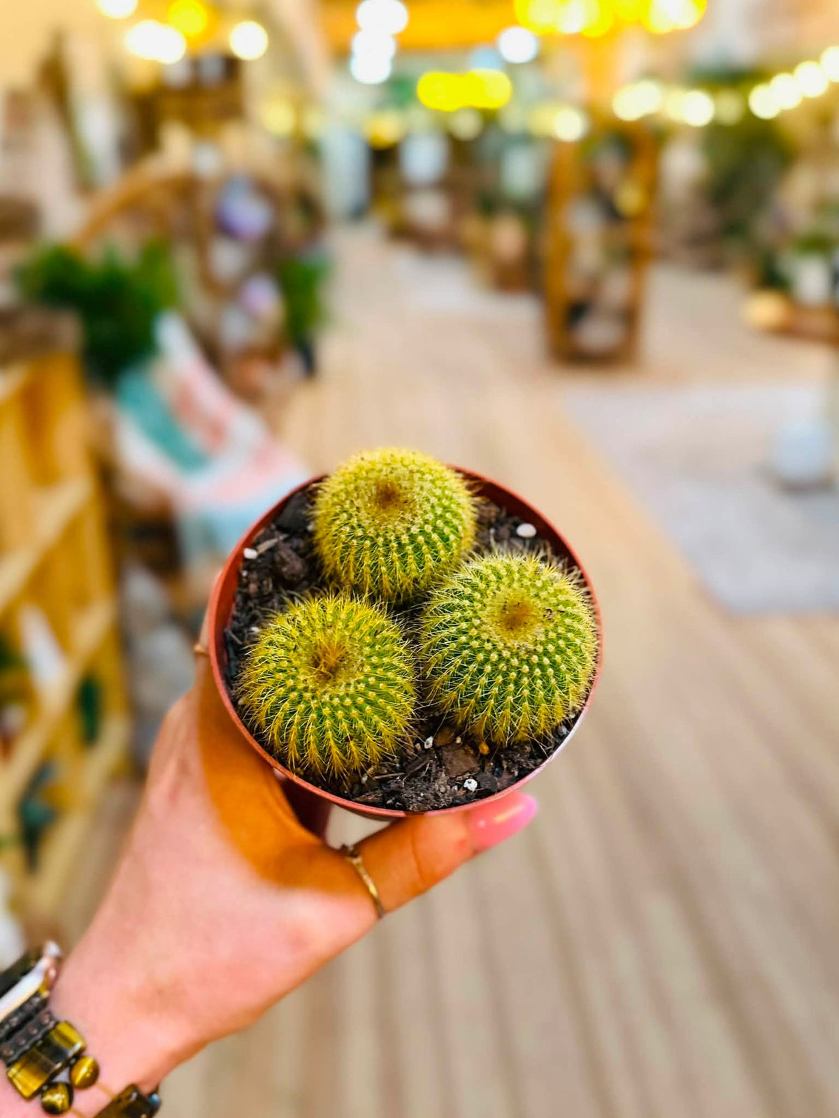 4" Golden Ball Cactus