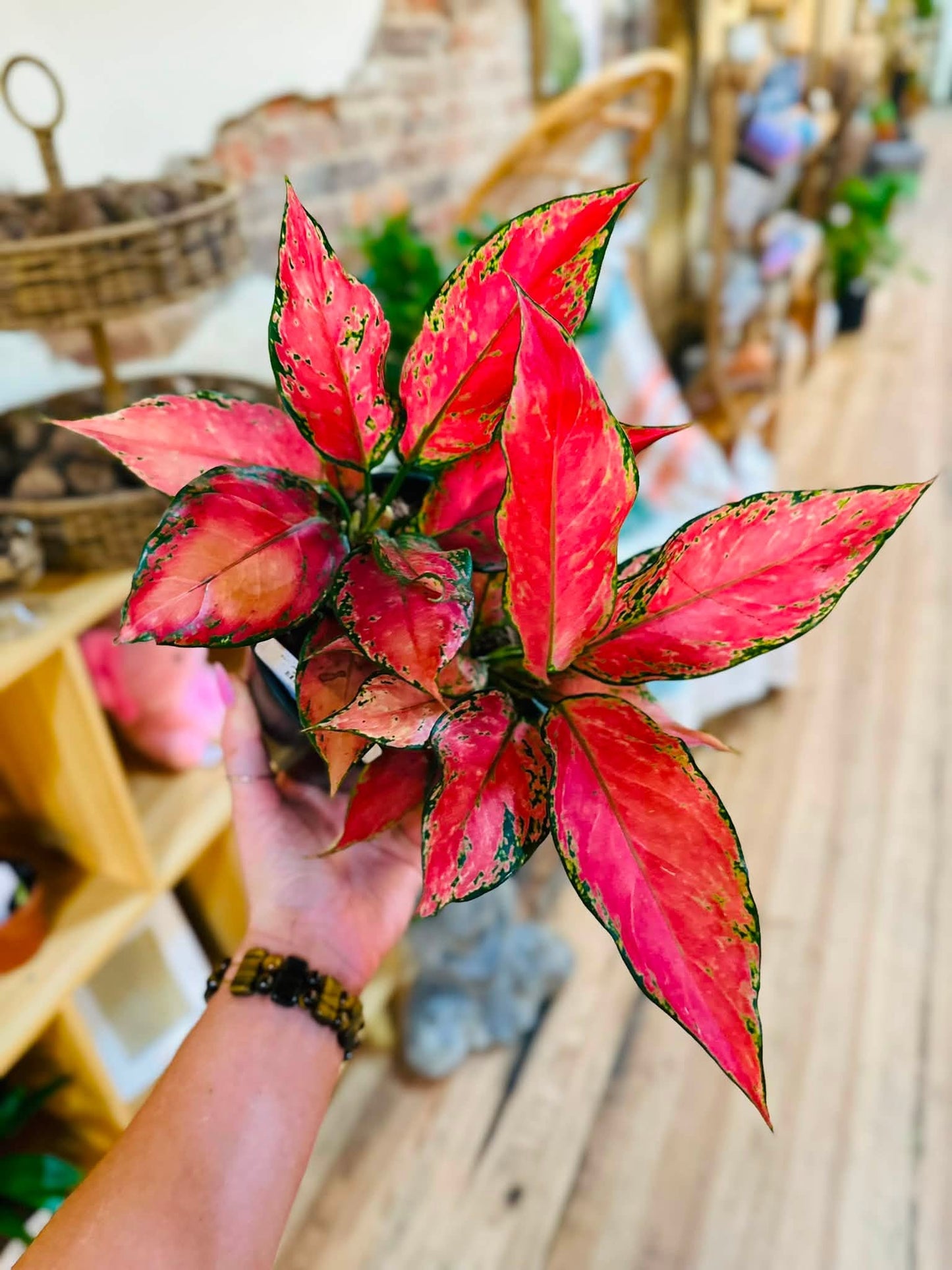 6" Aglaonema A028