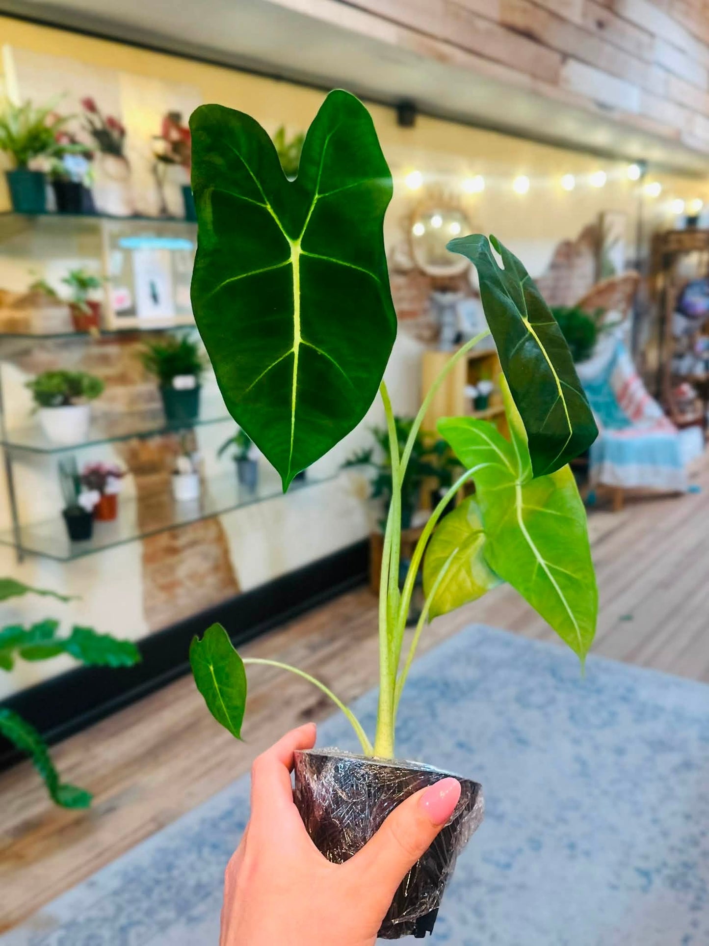4" Alocasia Frydek