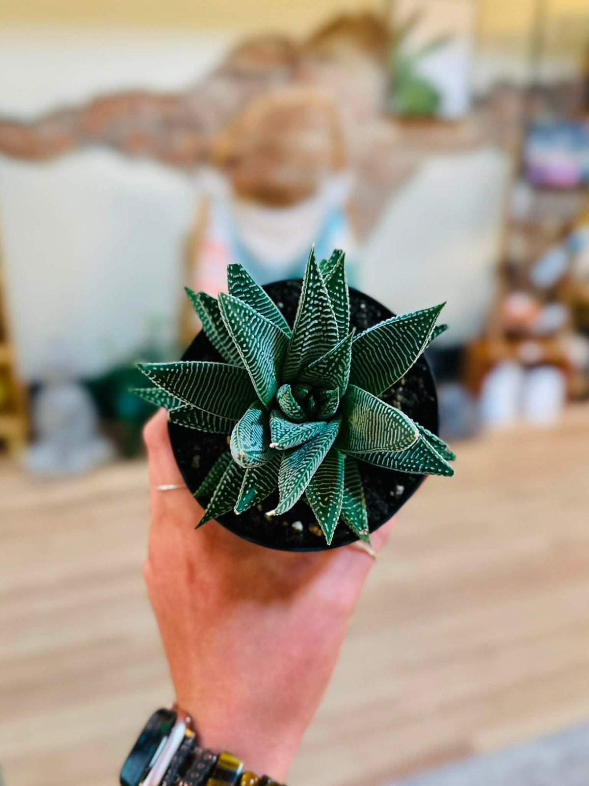 4" Haworthia Miami