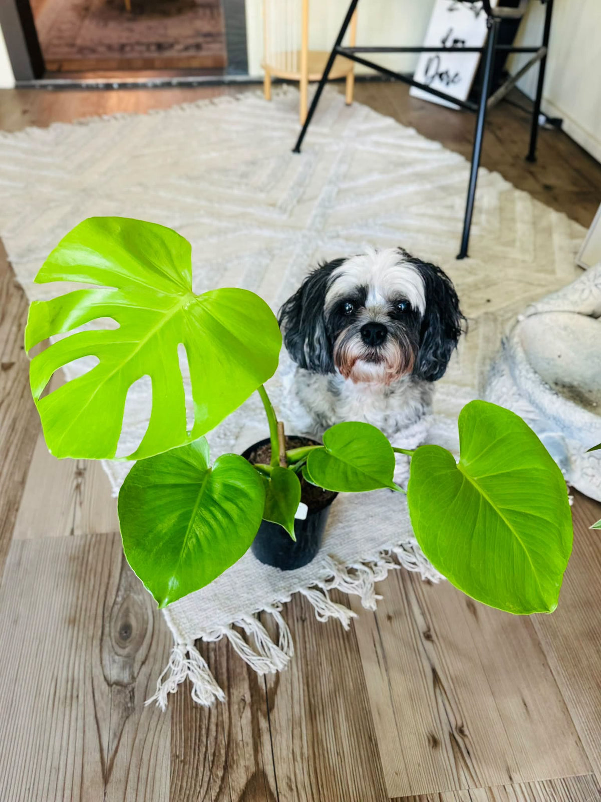 6" Monstera Lemon Lime