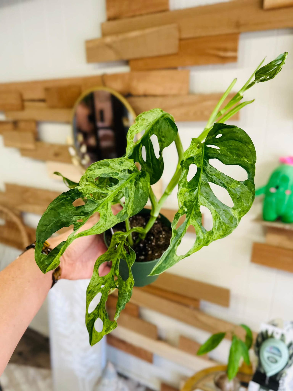 4" Monstera Adansonii Mint