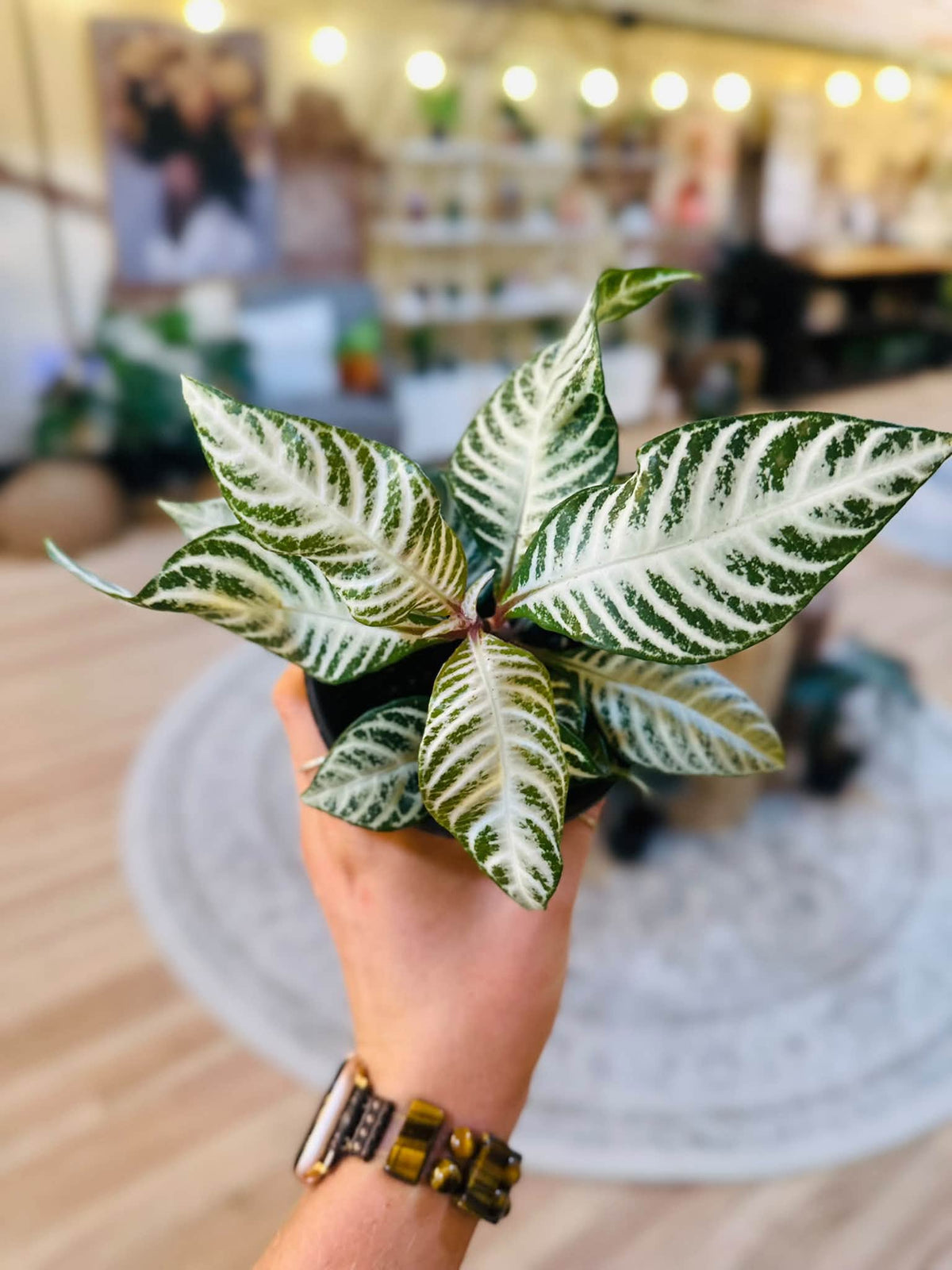 4" Zebra Snow White