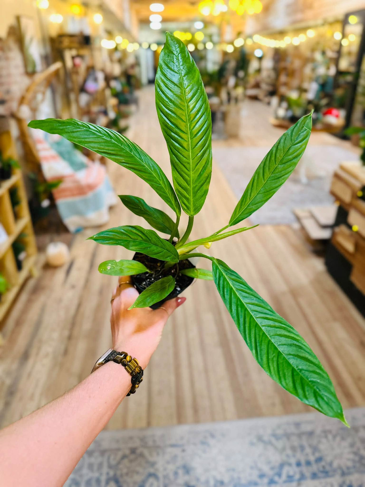 4" Philodendron Campii Lynette