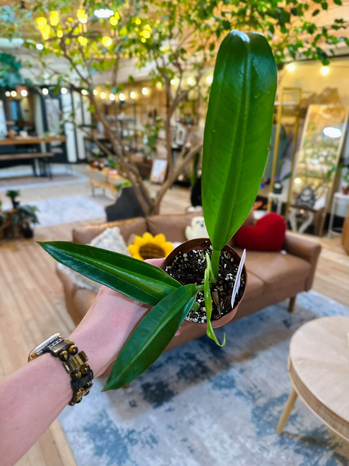 4" Philodendron Fat Boy