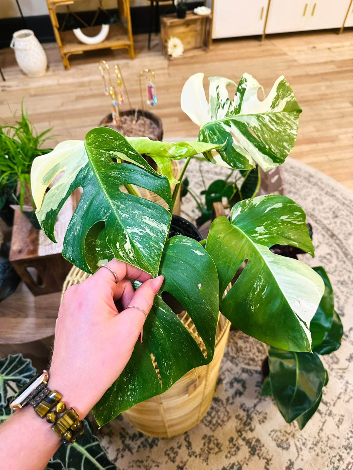 6" Monstera Borsigiana Albo