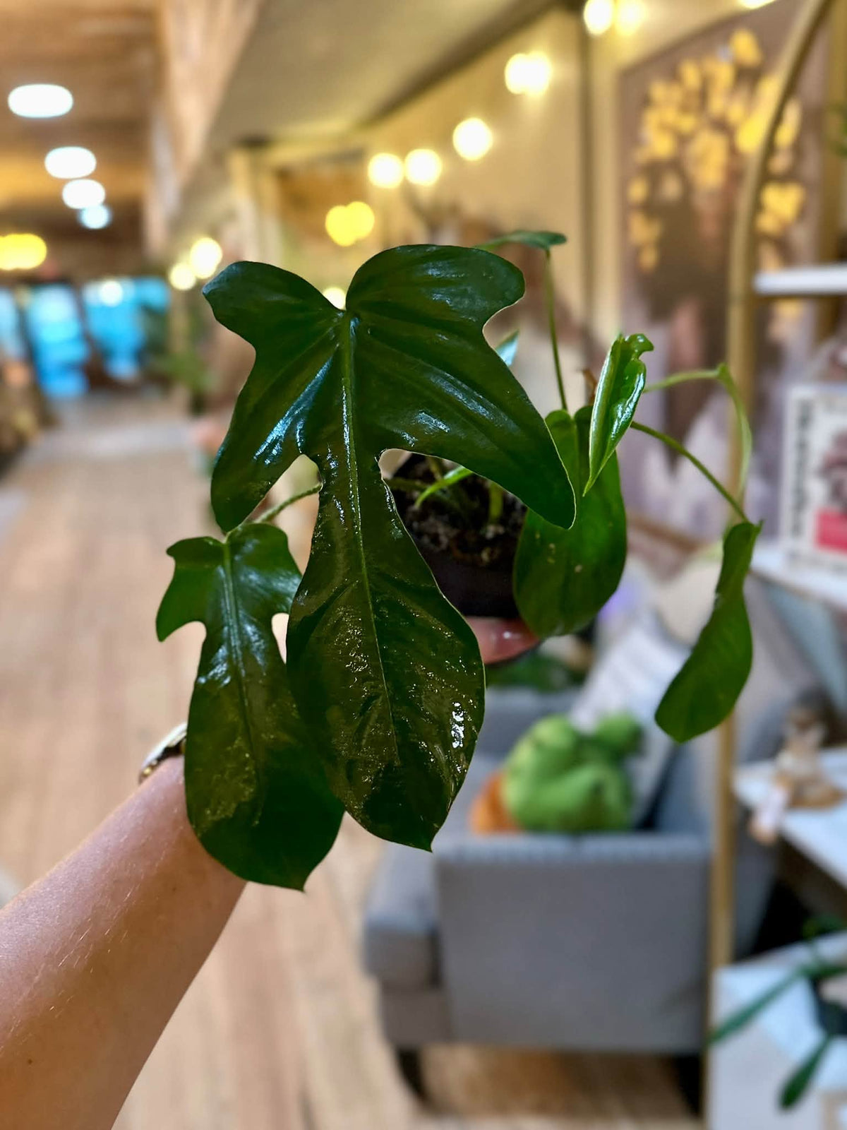 4" Philodendron Squamiferum