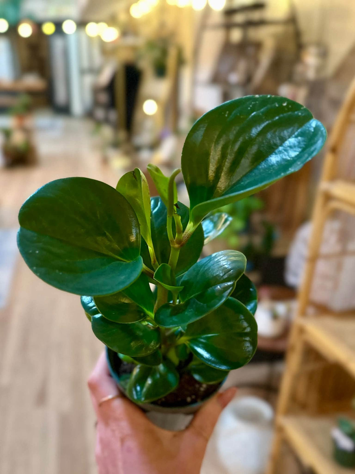 4" Baby Rubber Plant