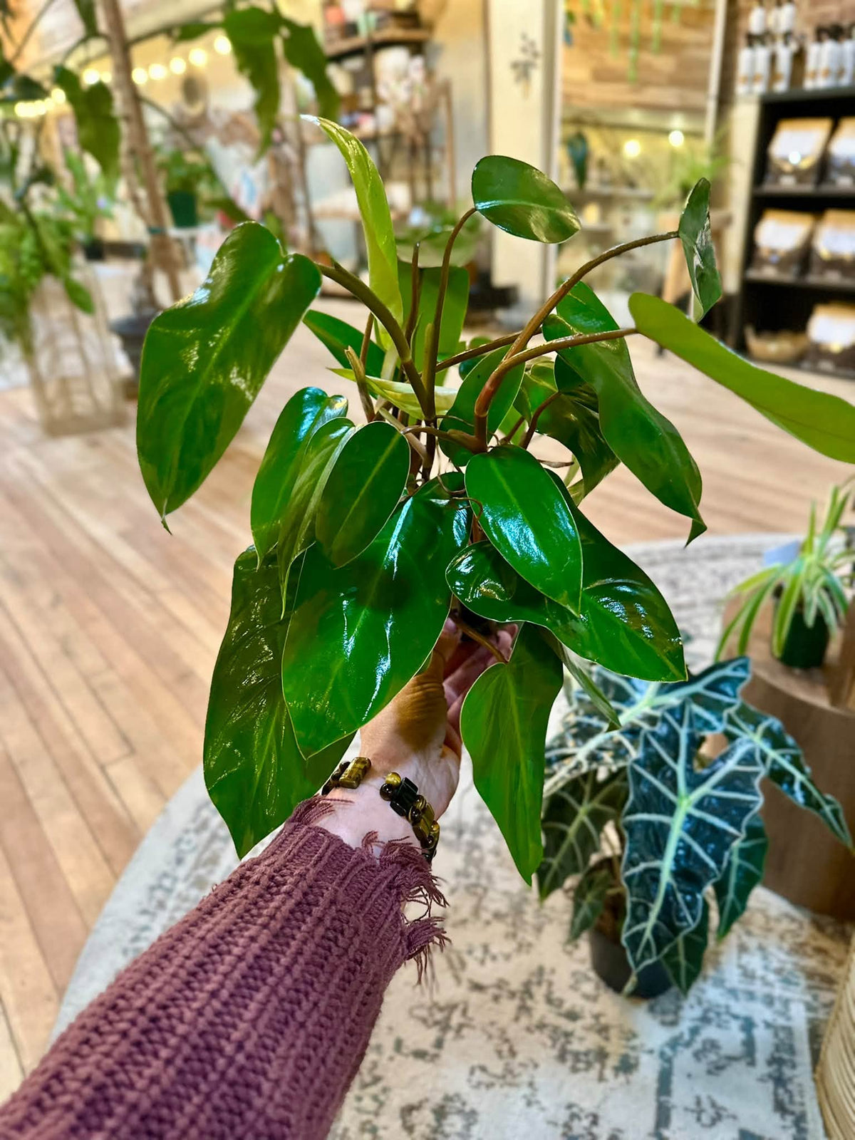 4" Philodendron Red Emerald
