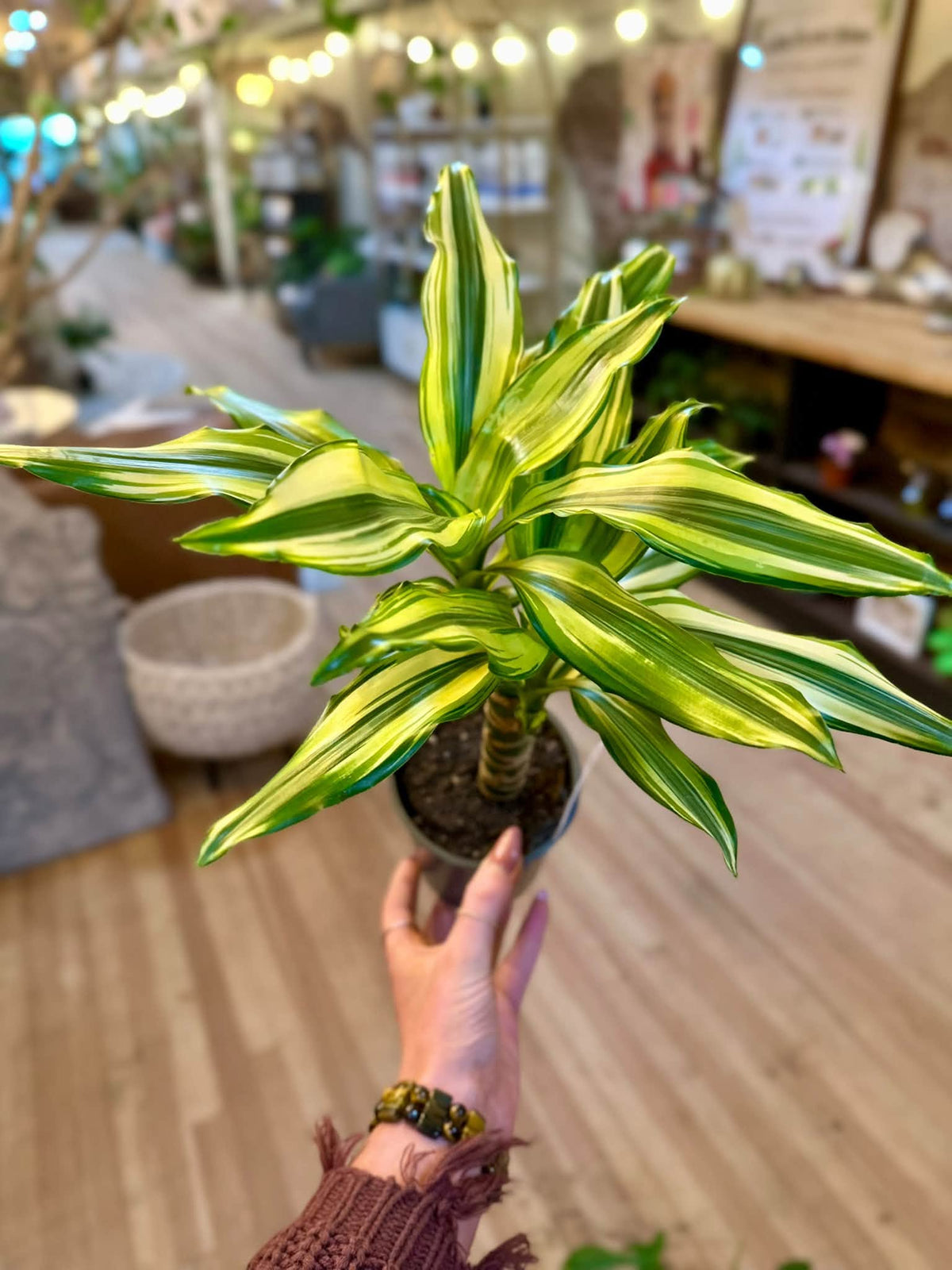 4" Dracaena Sted Sol