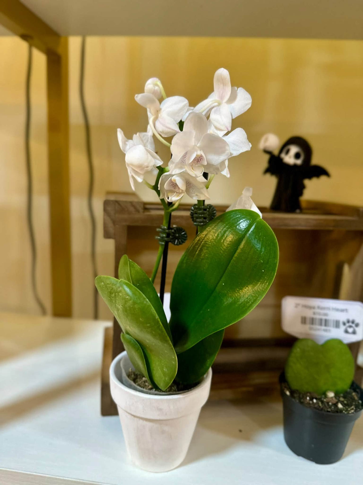 3" Mini Orchid