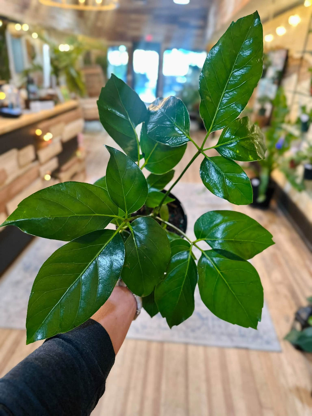 6" Schefflera Amate
