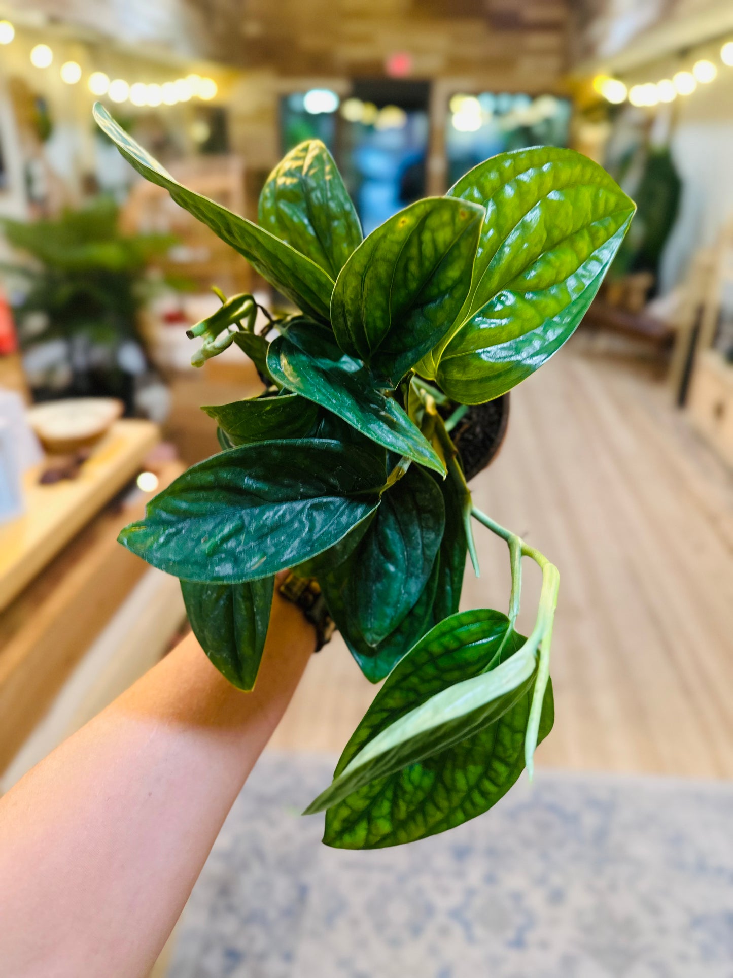 4" Monstera Peru