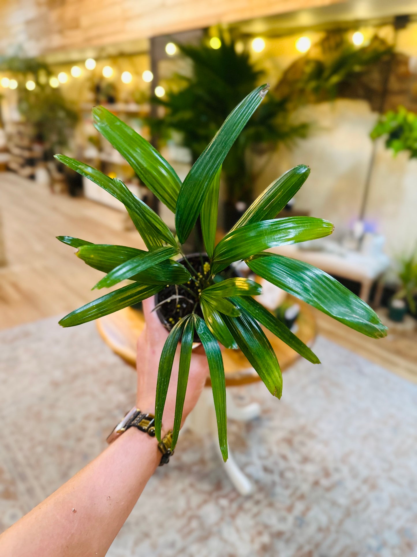 4" Rhapis Palm