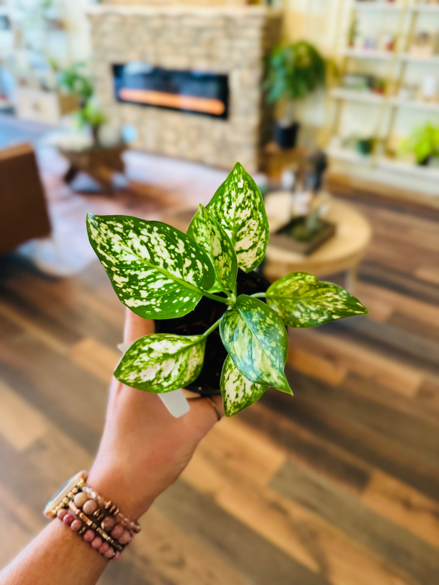 4" Aglaonema Eileen